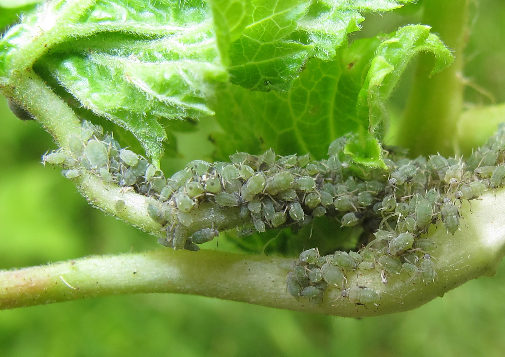 Чем опрыскивать смородину от тли?