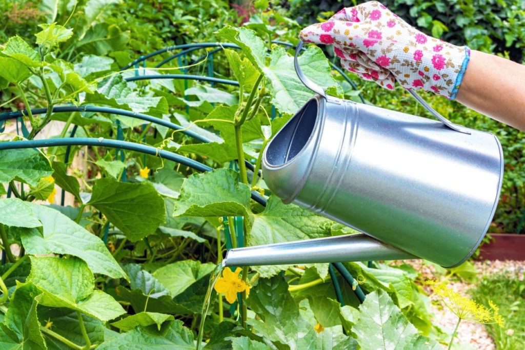 Почему огурцы в открытом грунте горькие и что делать