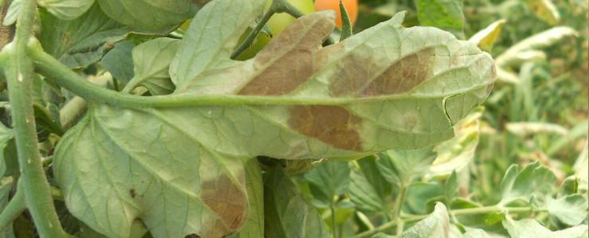 Кладоспориоз томатов в теплице: чем обрабатывать?