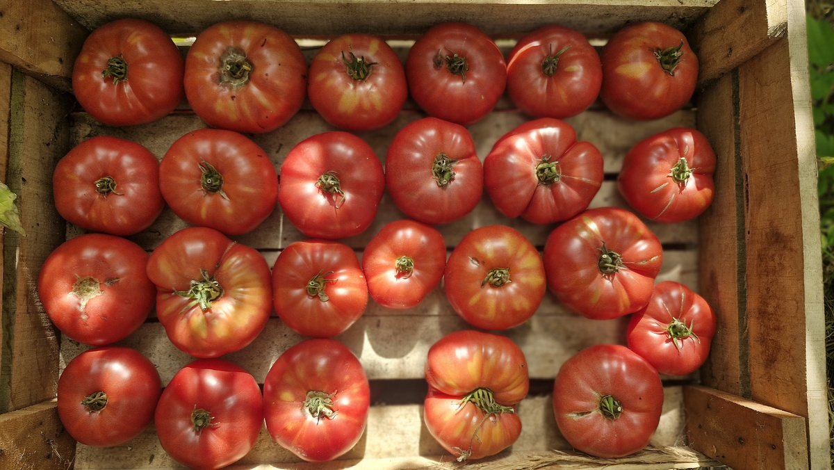 Чем подкормить помидоры во время плодоношения