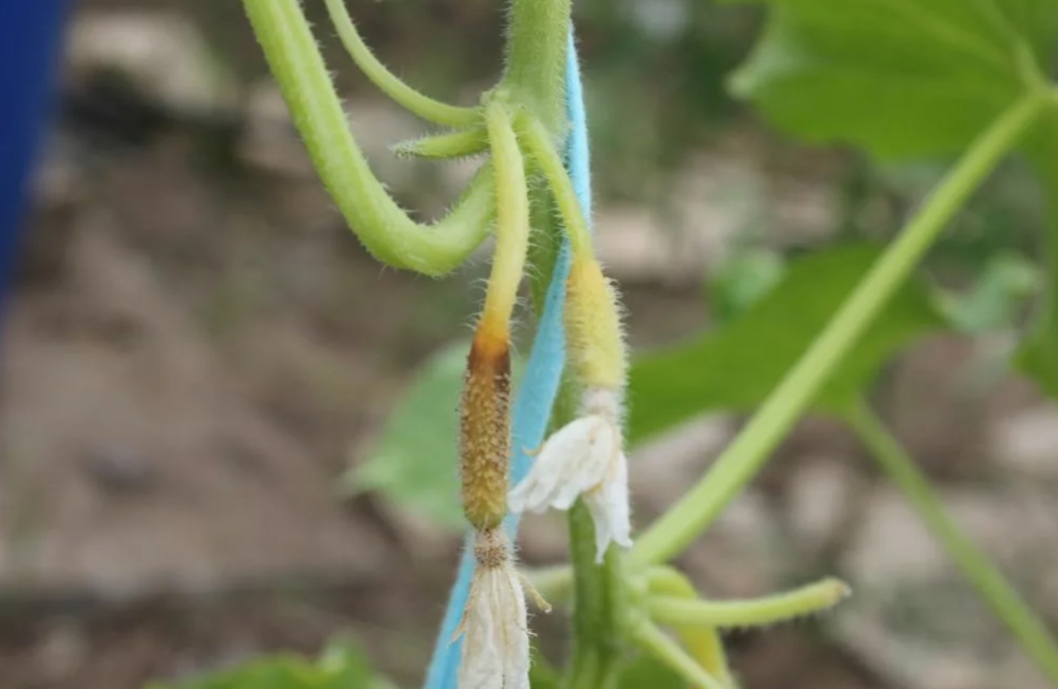 Желтеют огурцы в открытом грунте – что делать?