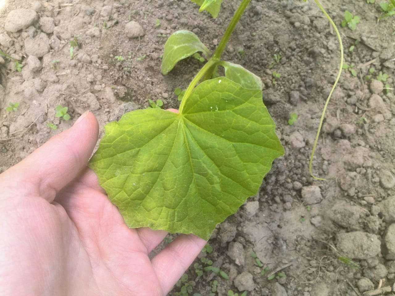 Желтеют огурцы в открытом грунте – что делать?