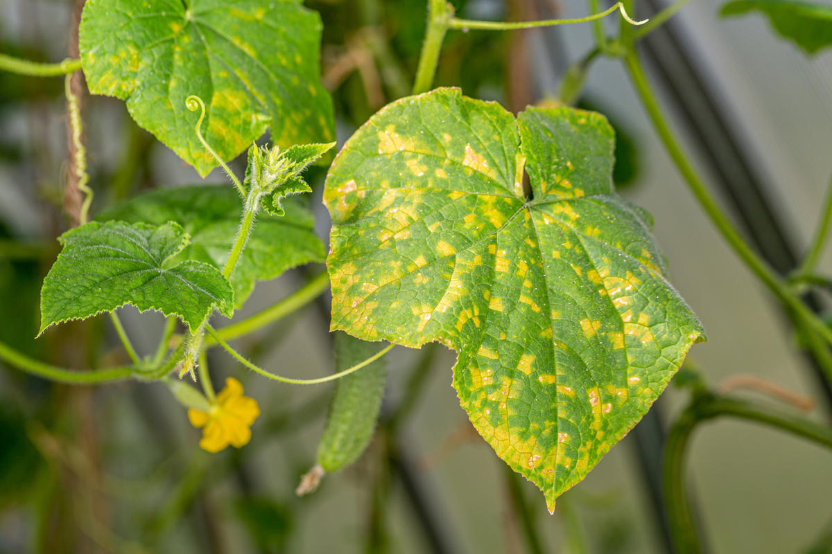 Желтеют огурцы в открытом грунте – что делать?