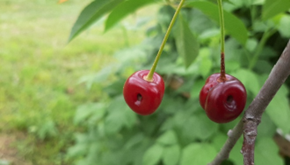 Вишнёвый долгоносик