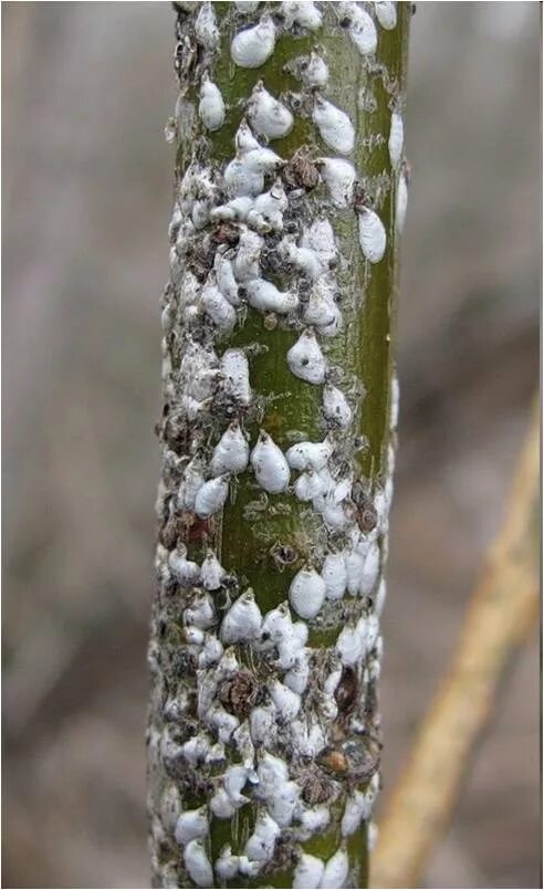 Ивовая щитовка