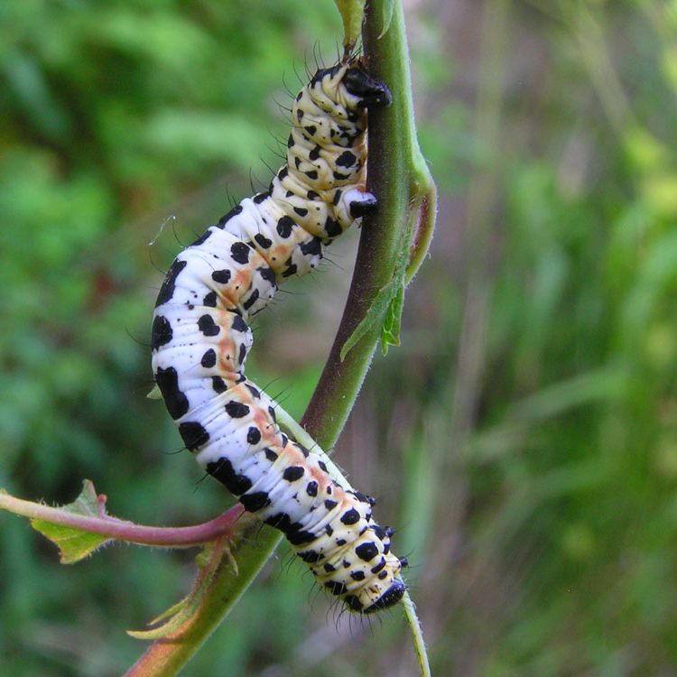 Крыжовниковая пяденица