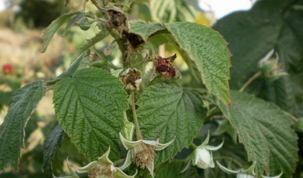 Малинно-земляничный долгоносик