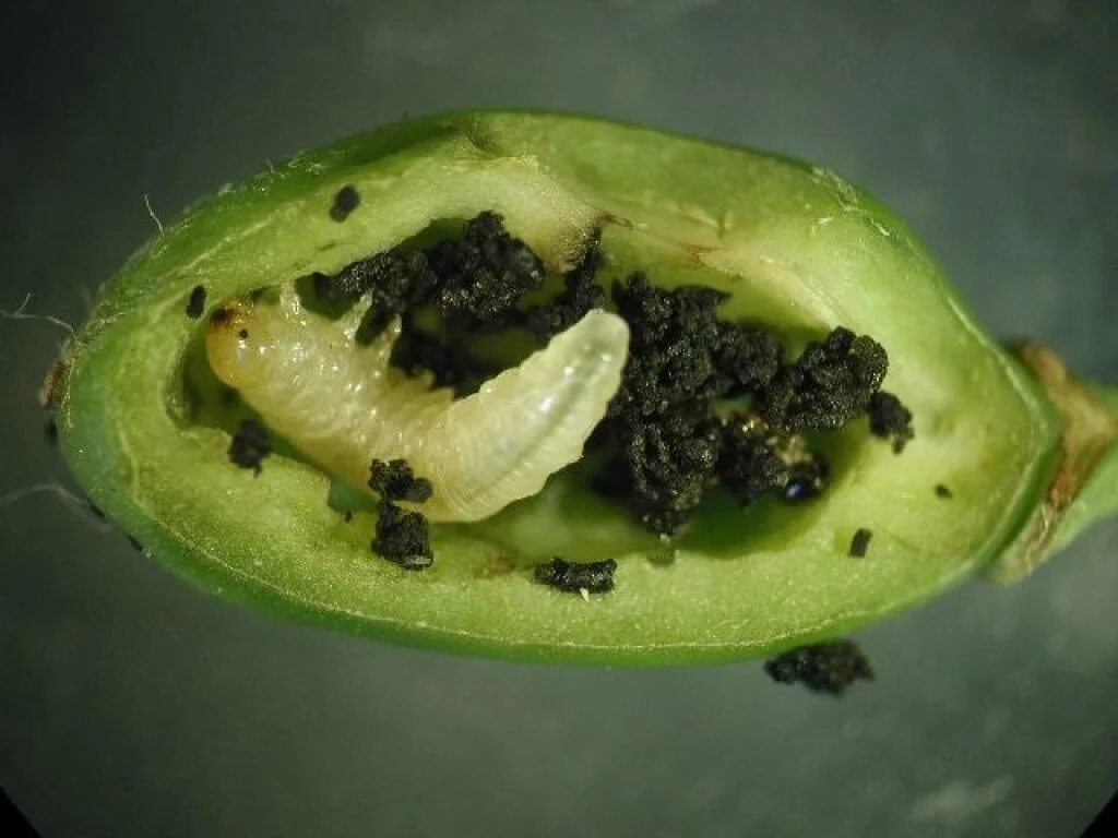 Сливовый пилильщик