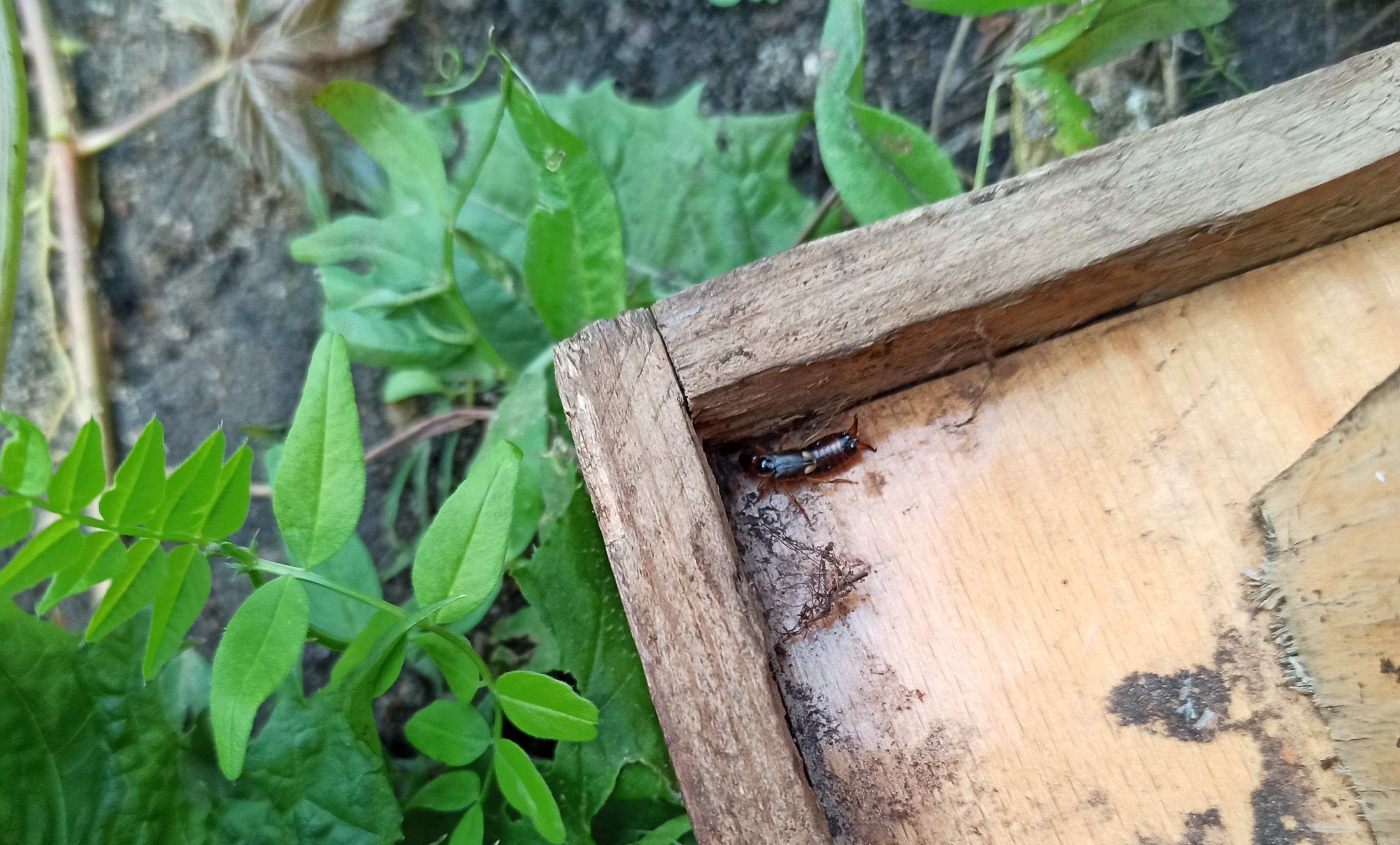 Как избавиться от двухвосток в доме быстро и навсегда: руководство опытного садовода