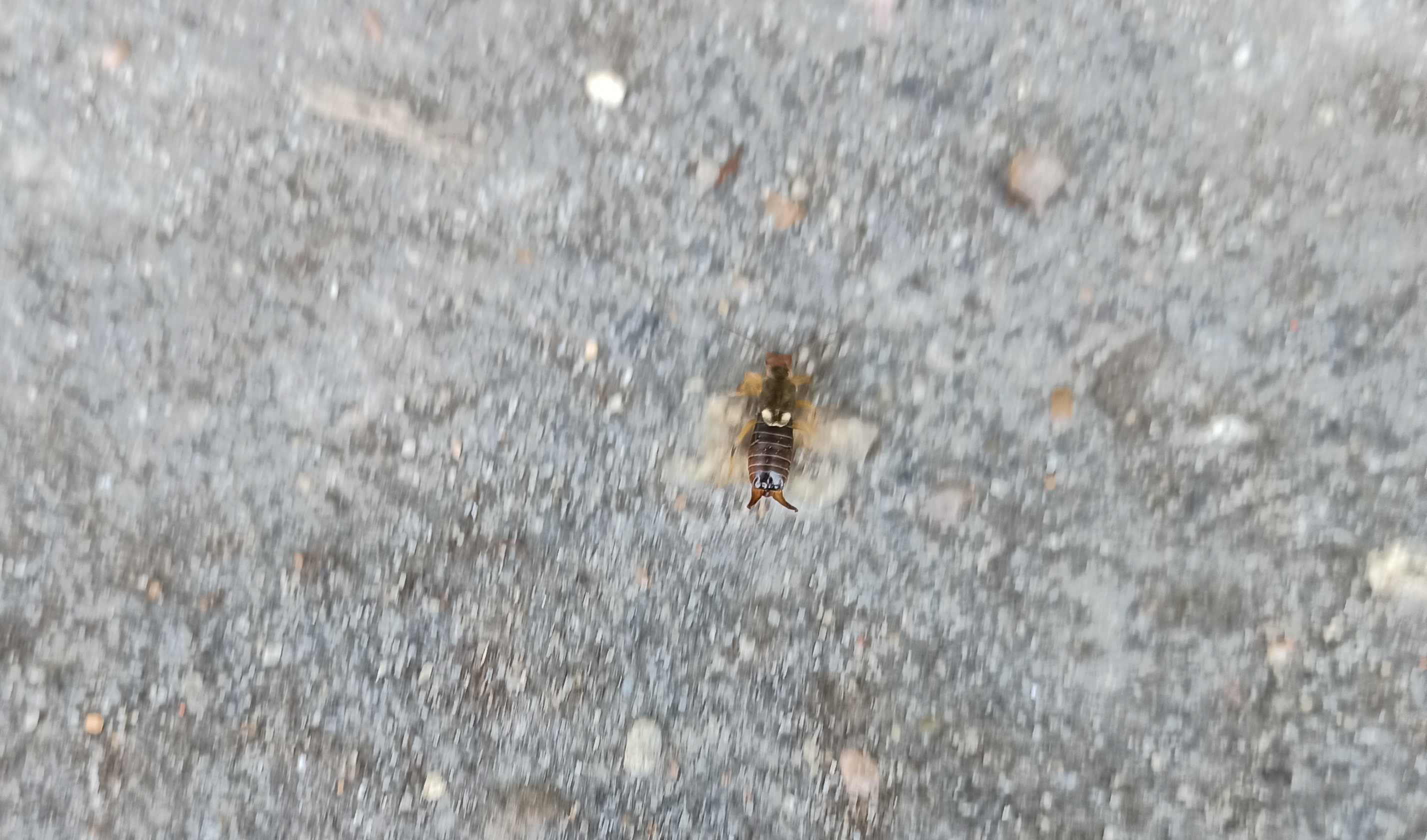 Как избавиться от двухвосток в доме быстро и навсегда: руководство опытного садовода