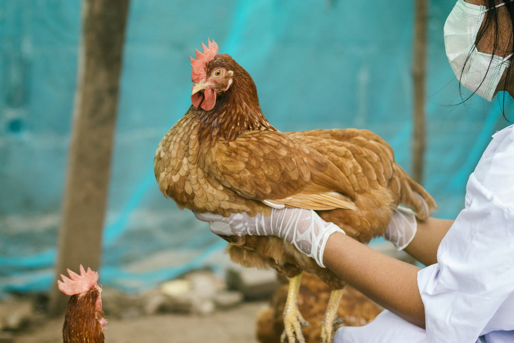 Правила содержания птицы в личных подсобных хозяйствах