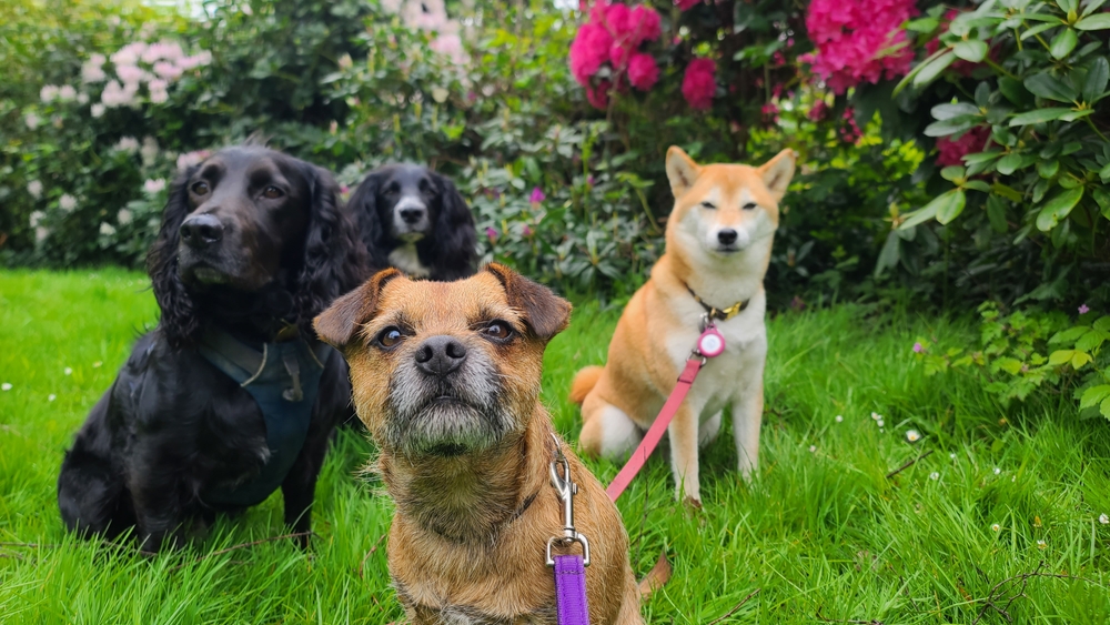 Правила содержания собак на дачном участке и в частном доме: 5 главных вопросов