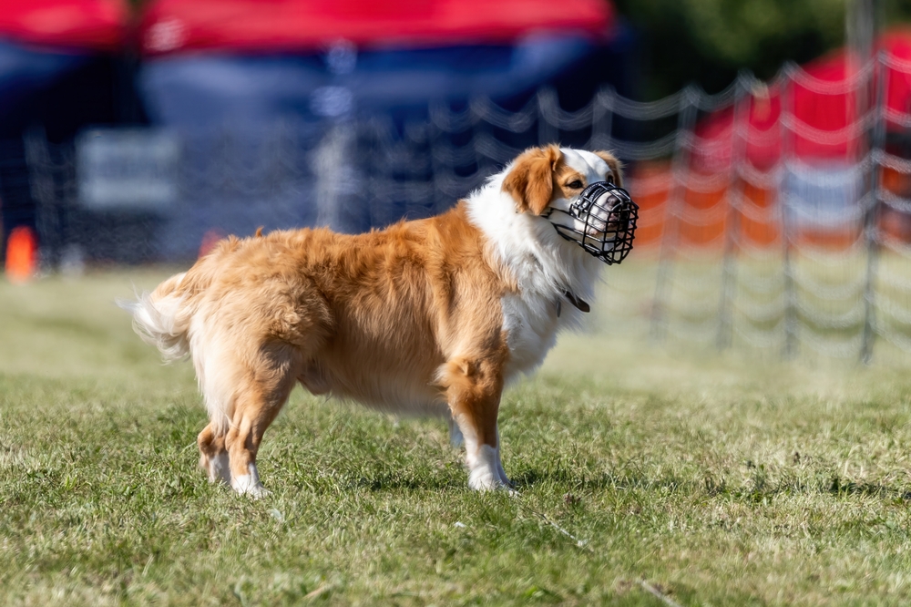Правила содержания собак на дачном участке и в частном доме: 5 главных вопросов