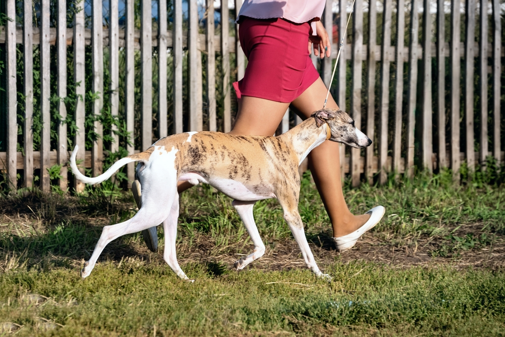 Правила содержания собак на дачном участке и в частном доме: 5 главных вопросов