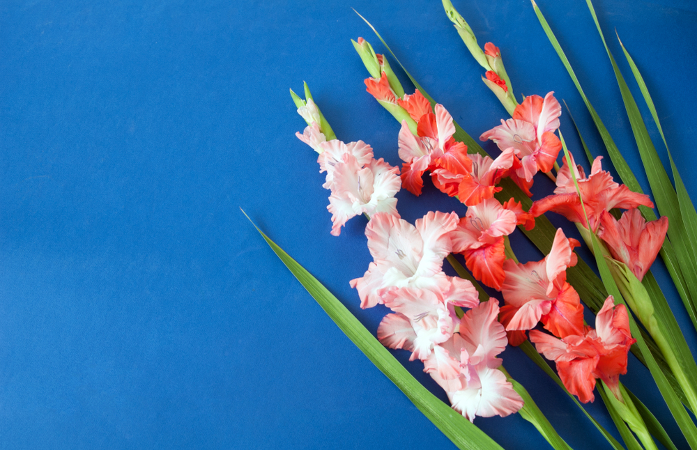 Какие цветы выбрать на Первое сентября: 10 вариантов букетов