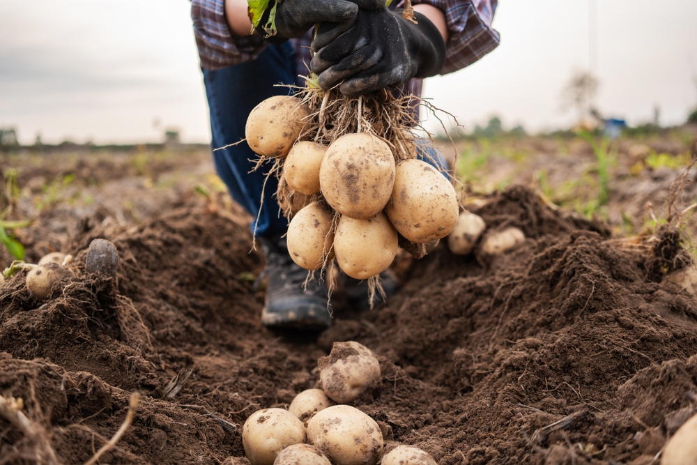 Уборка урожая картофеля: когда и как правильно копать, чтобы сохранить запасы на зиму