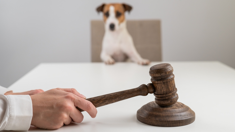 Можно ли создавать зоопитомники на территории СНТ?