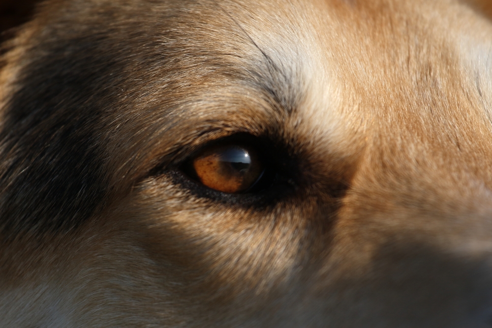 Можно ли создавать зоопитомники на территории СНТ?