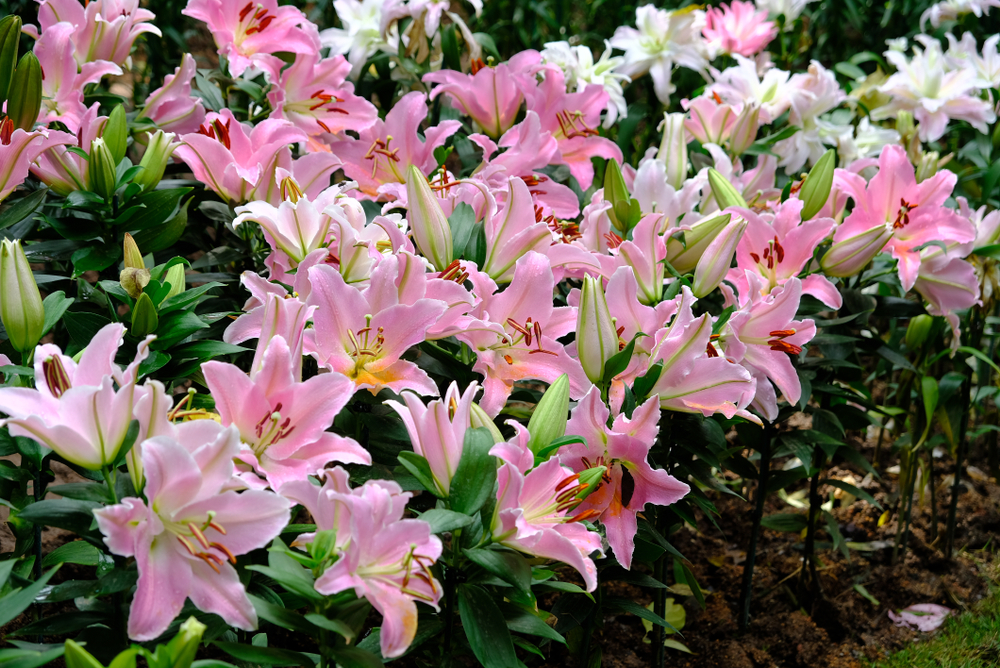 Как правильно пересадить лилии осенью: подробная инструкция