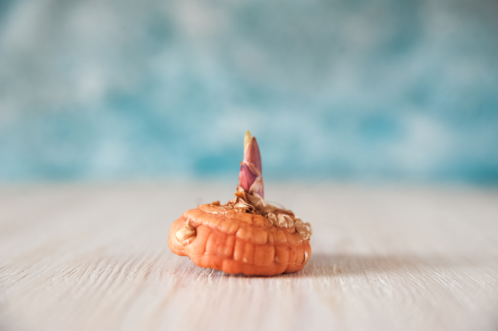 Выращивание гладиолуса: посадка и уход