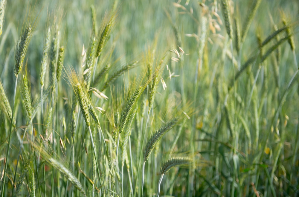 6 способов улучшить глинистую почву в огороде