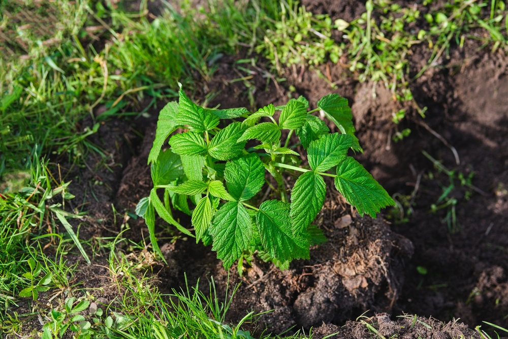 Посадка малины осенью: когда и как посадить