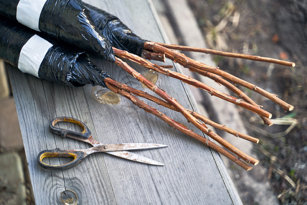 Посадка малины осенью: когда и как посадить