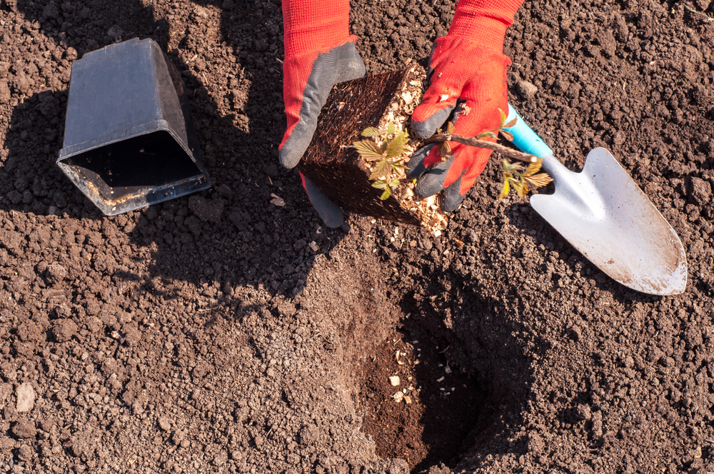Посадка малины осенью: когда и как посадить