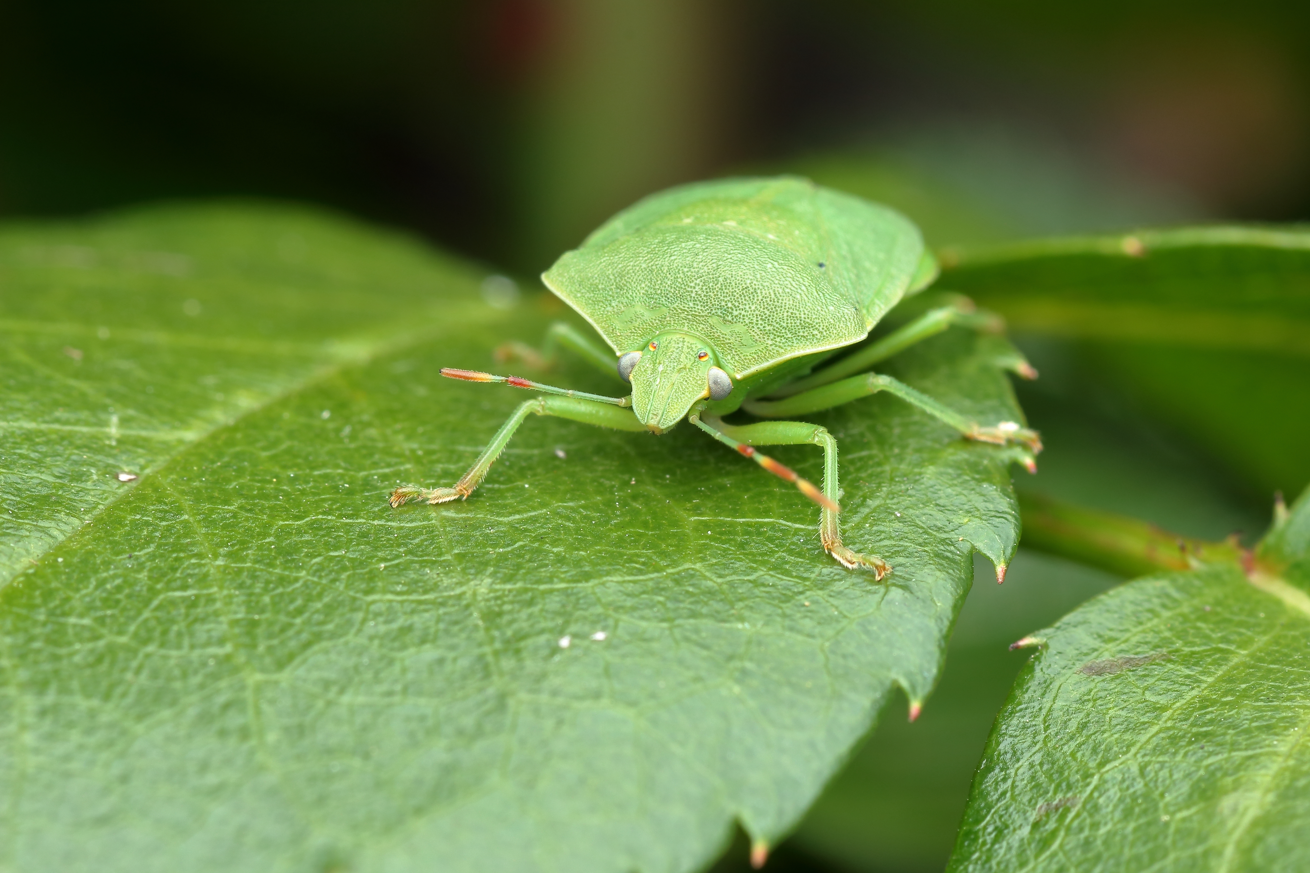 Зеленый овощной клоп
