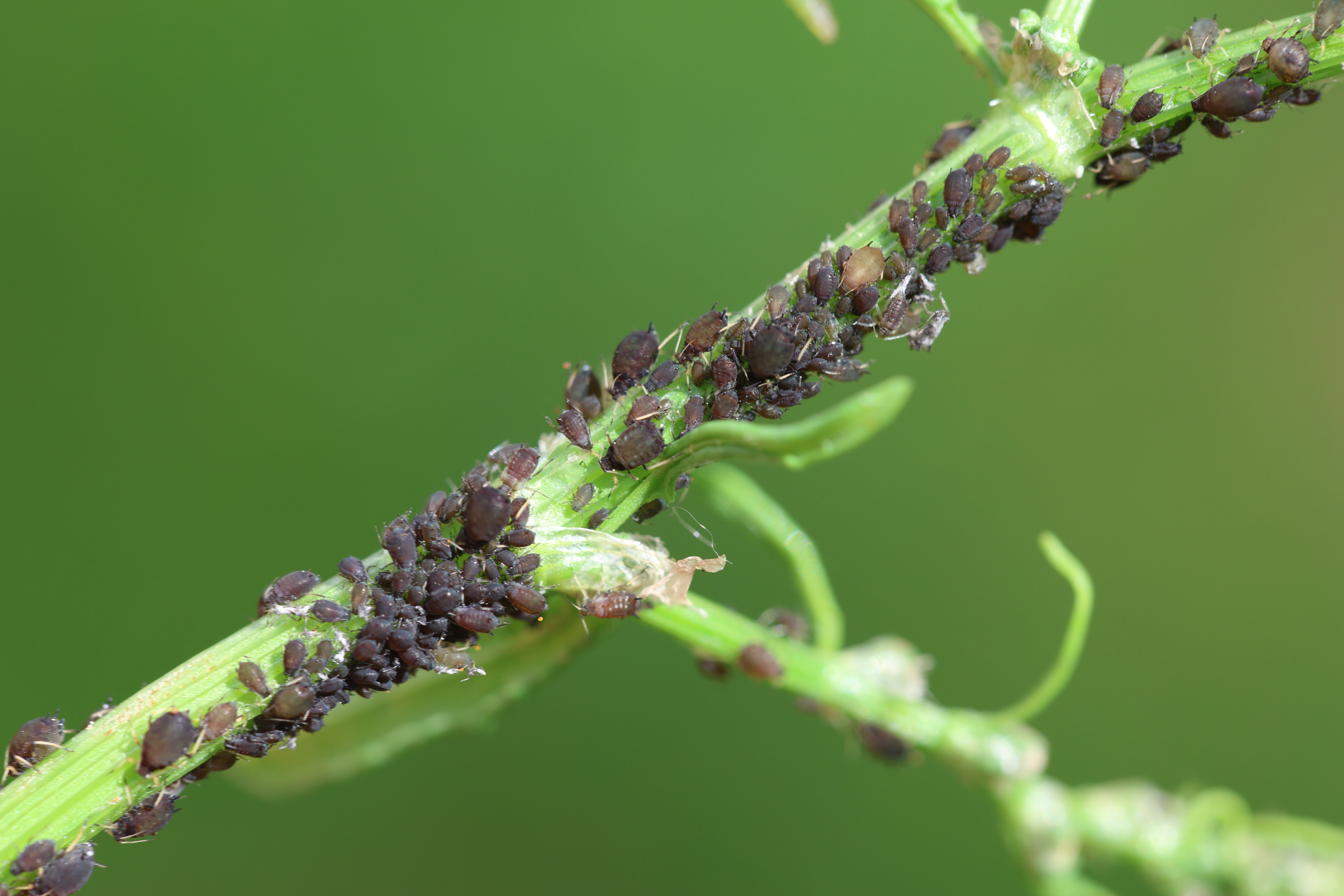 Побеговая тля