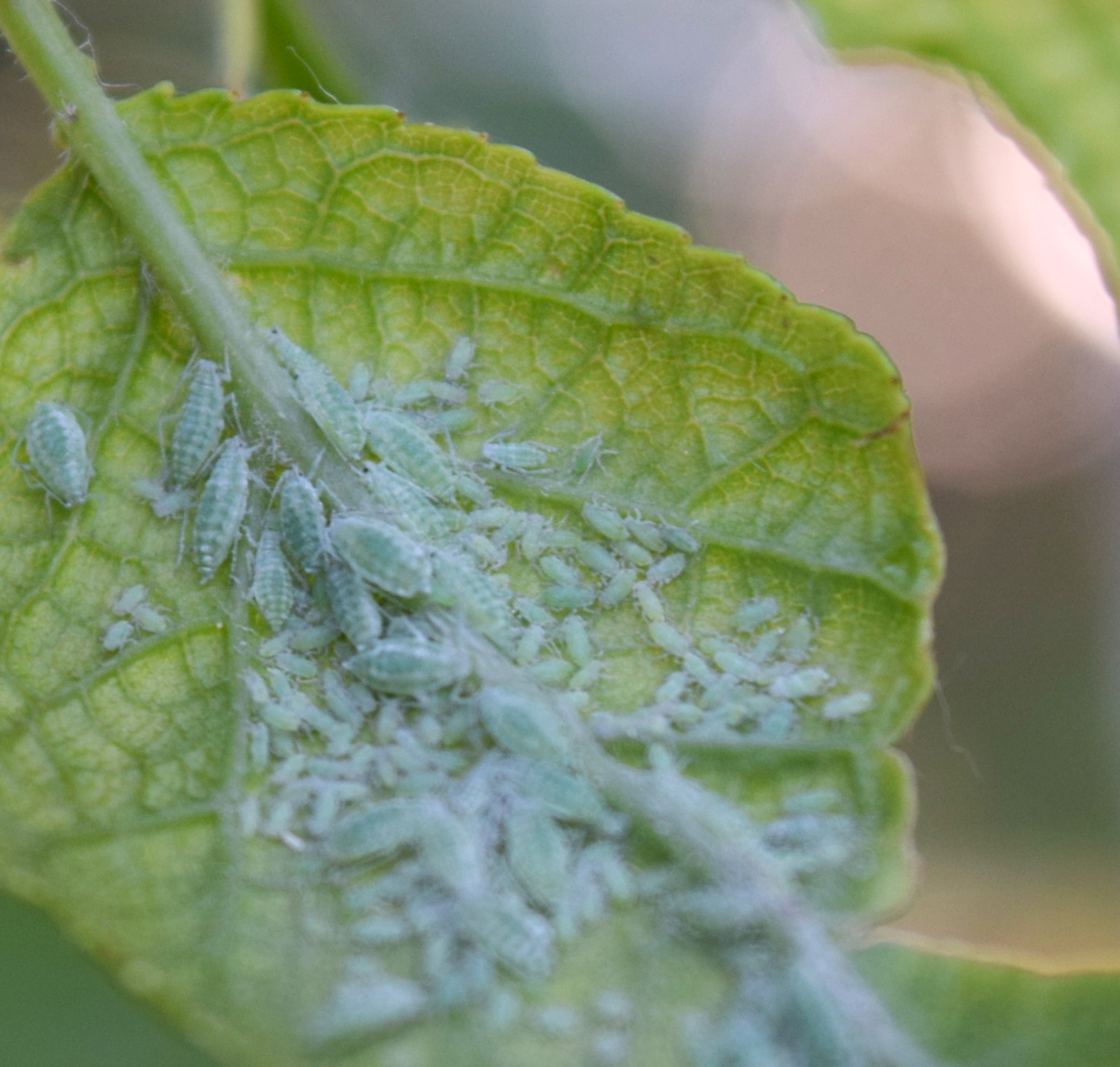 Сливовая (тростниковая) тля