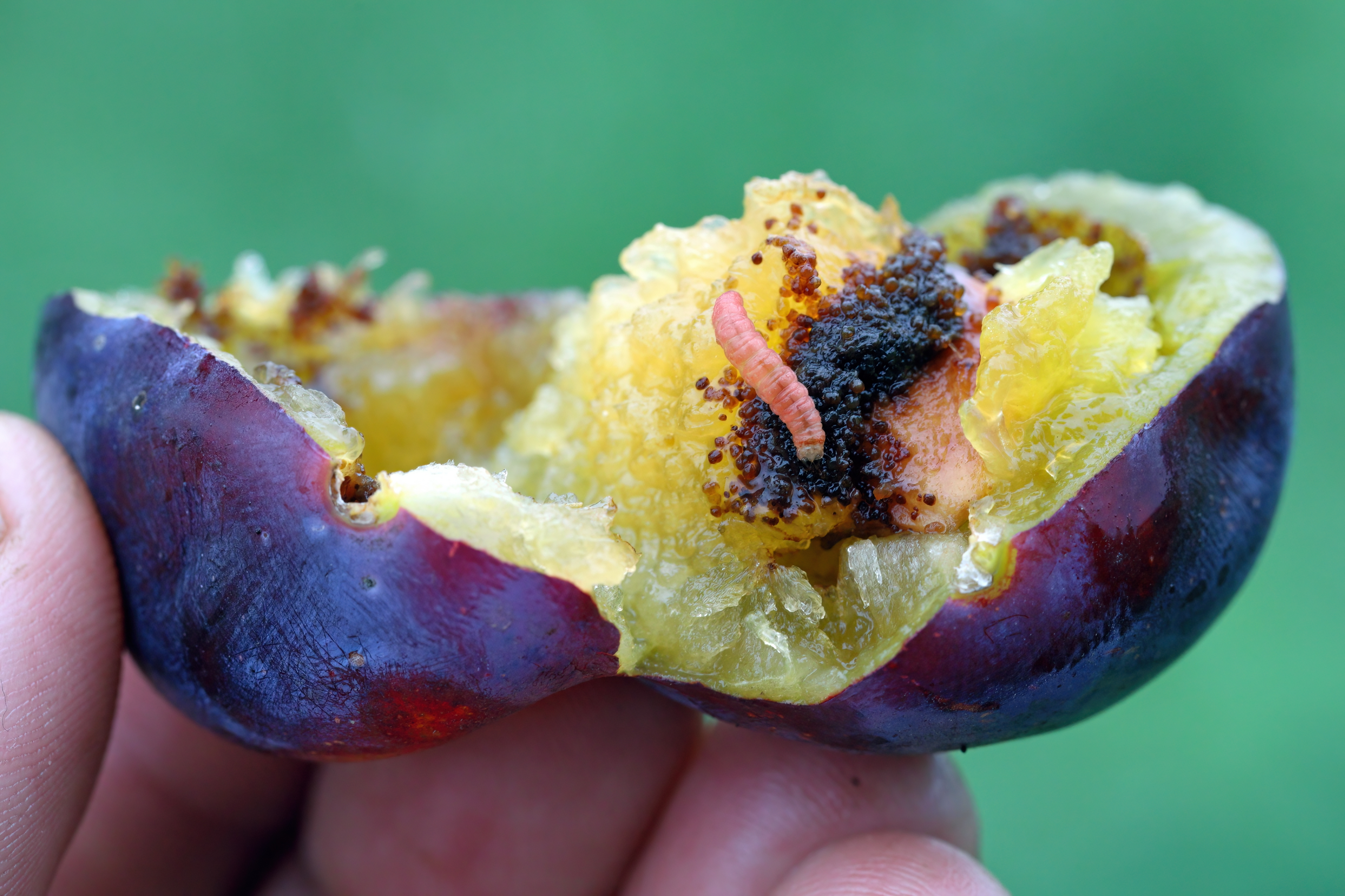 Сливовая плодожорка