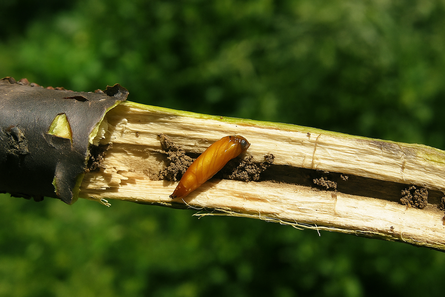 Смородинная стеклянница