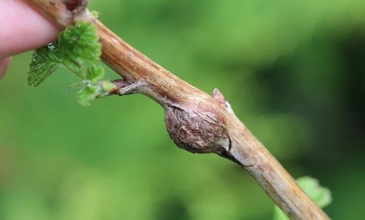 Малинная побеговая галлица