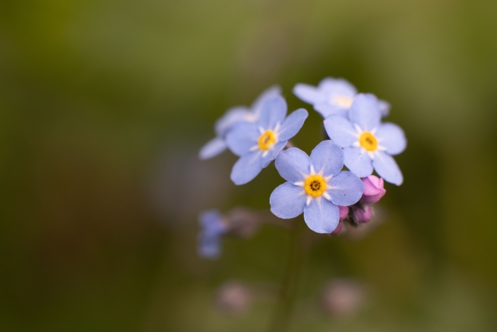 10 лучших влаголюбивых растений для осушения участка