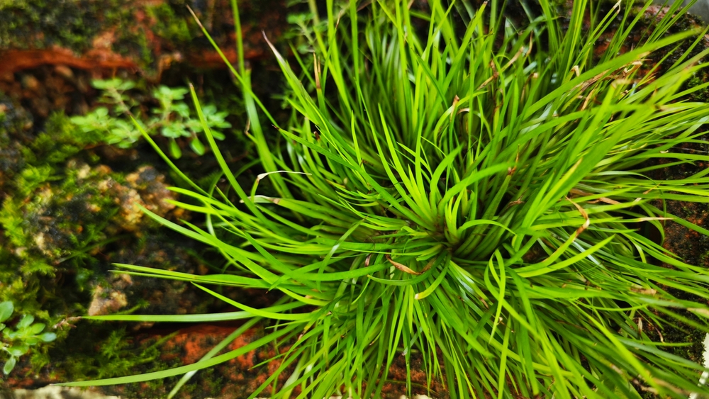 10 лучших влаголюбивых растений для осушения участка