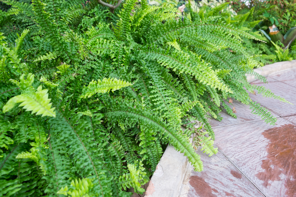 10 лучших влаголюбивых растений для осушения участка