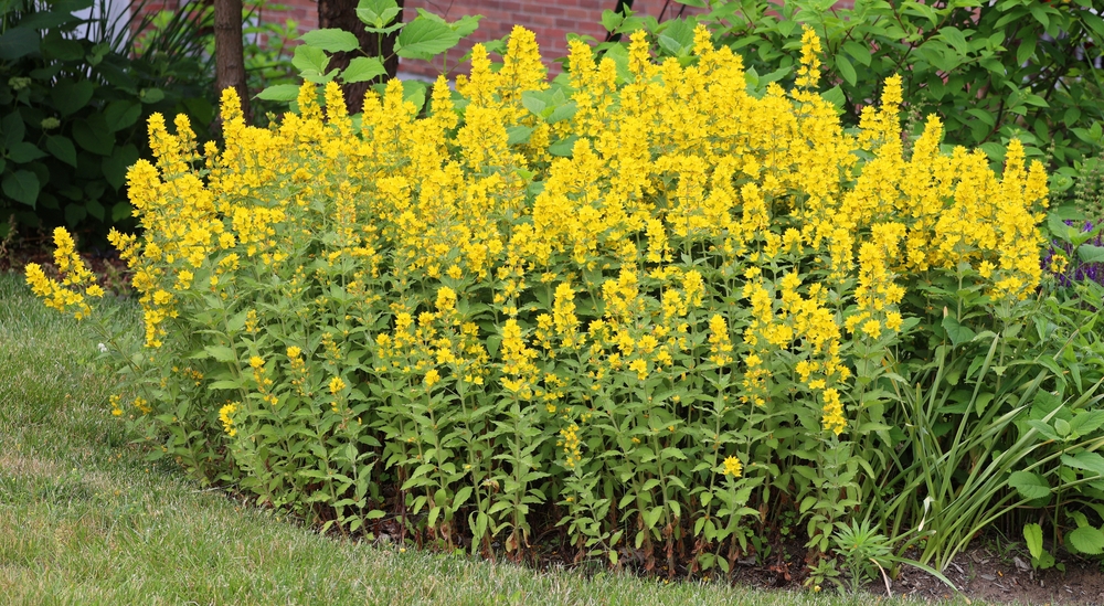 10 лучших влаголюбивых растений для осушения участка