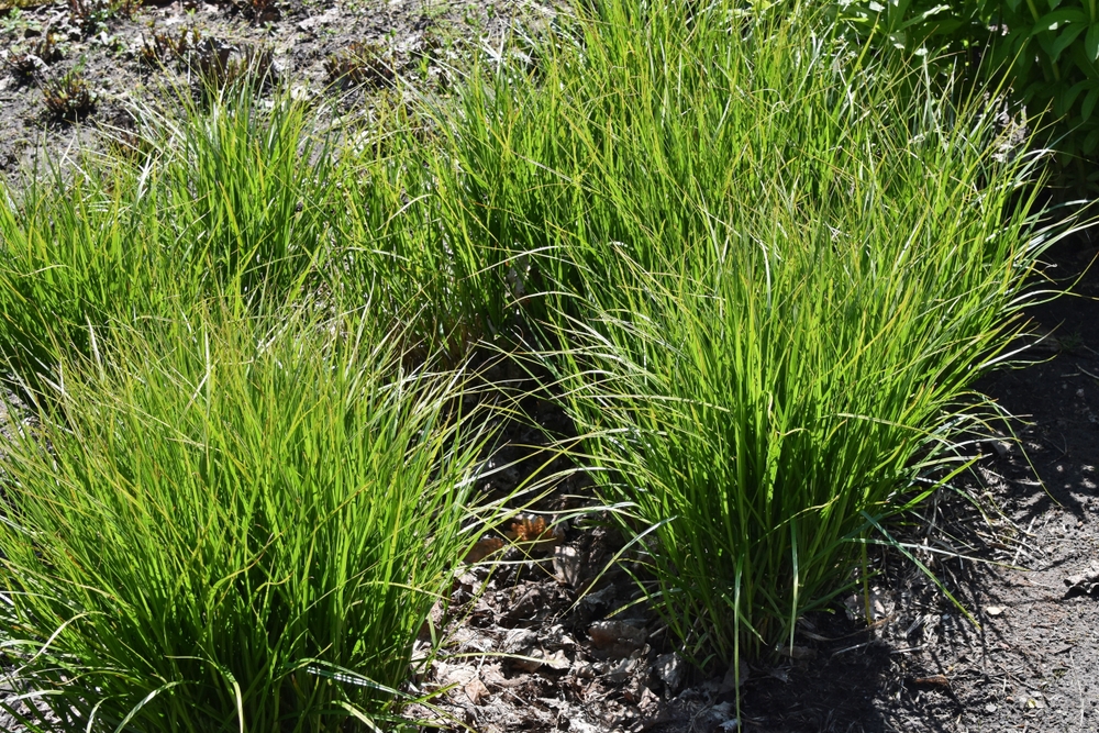 10 лучших влаголюбивых растений для осушения участка