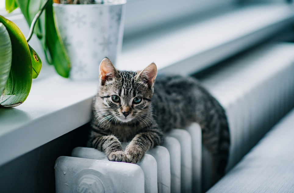 Радиатор отопления алюминиевый или биметаллический — какой лучше?