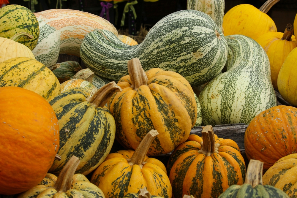 Когда убирать тыкву с грядки на хранение: 3 важных фактора
