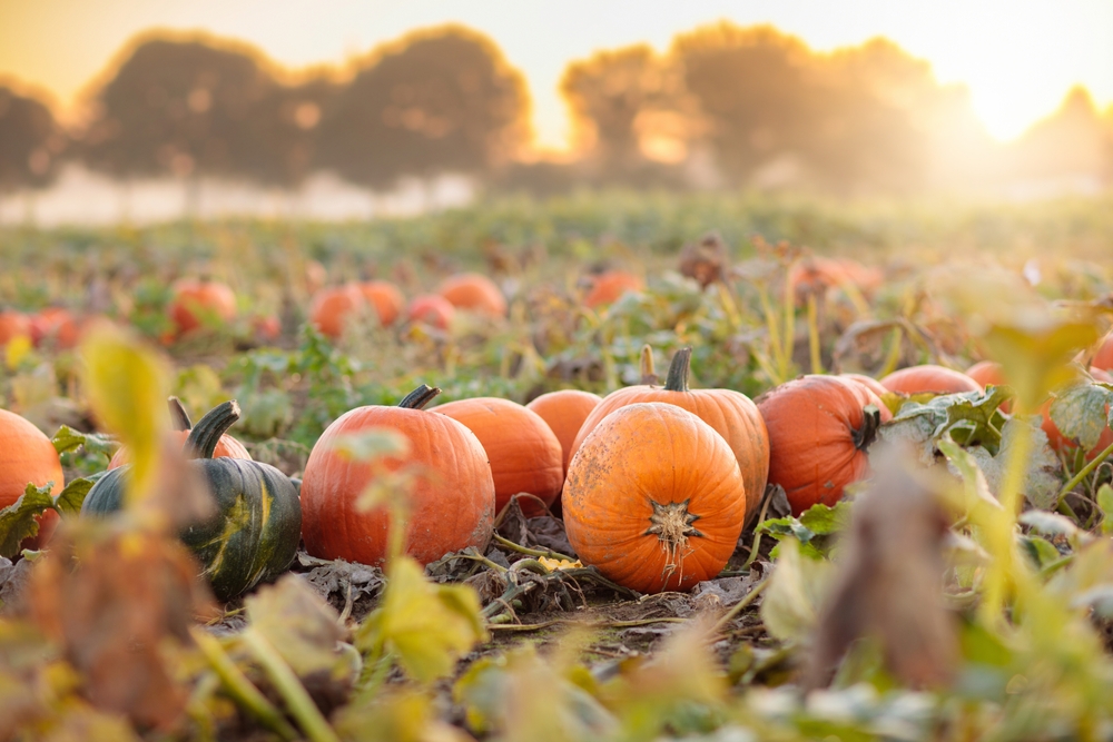 Когда убирать тыкву с грядки на хранение: 3 важных фактора