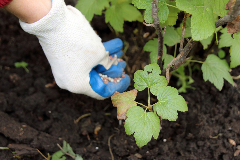 Чем подкормить смородину осенью в сентябре: 12 главных вопросов