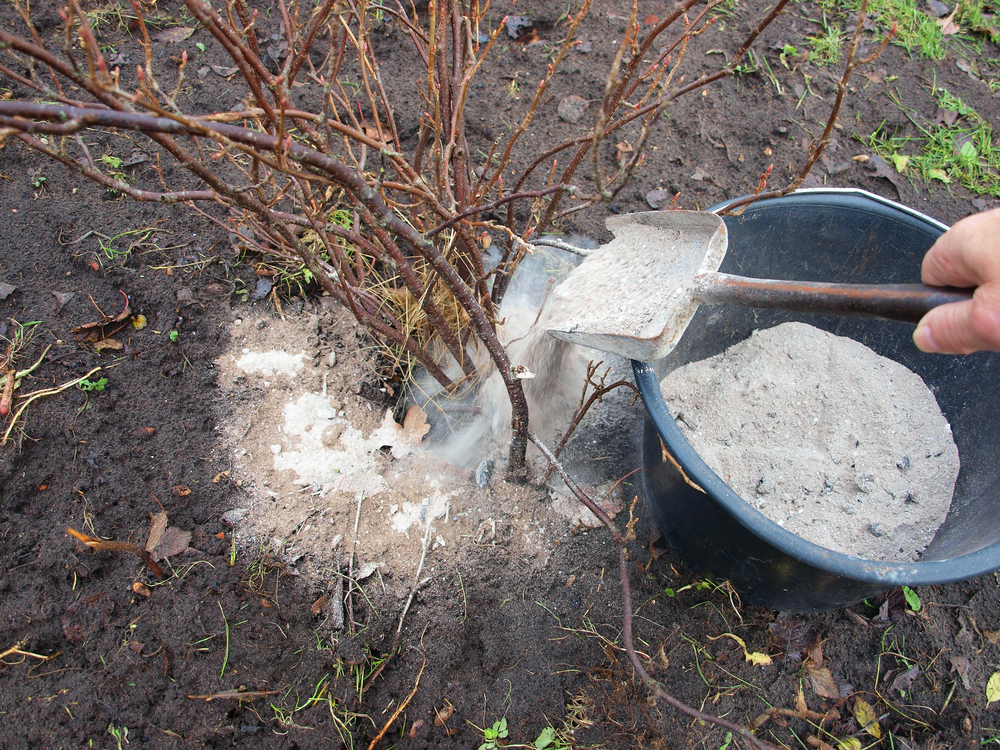 Чем подкормить смородину осенью в сентябре: 12 главных вопросов