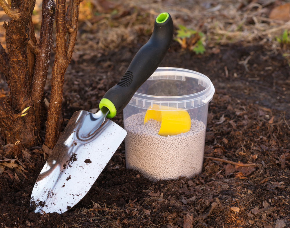 Чем подкормить смородину осенью в сентябре: 12 главных вопросов