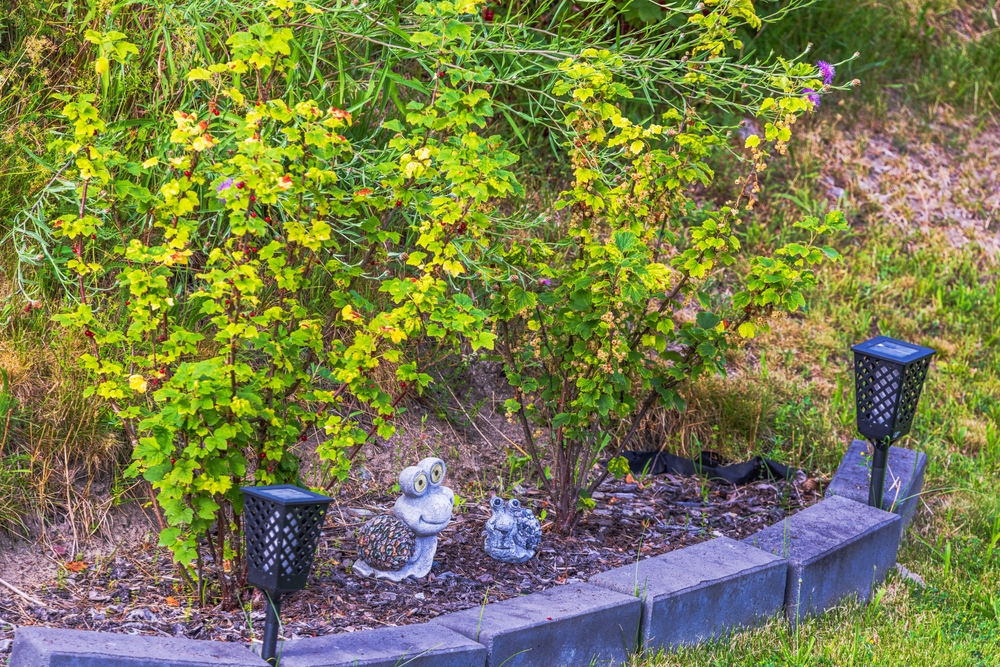 Чем подкормить смородину осенью в сентябре: 12 главных вопросов