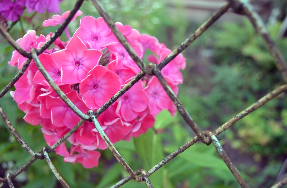 Особенности пересадки флоксов осенью на другое место