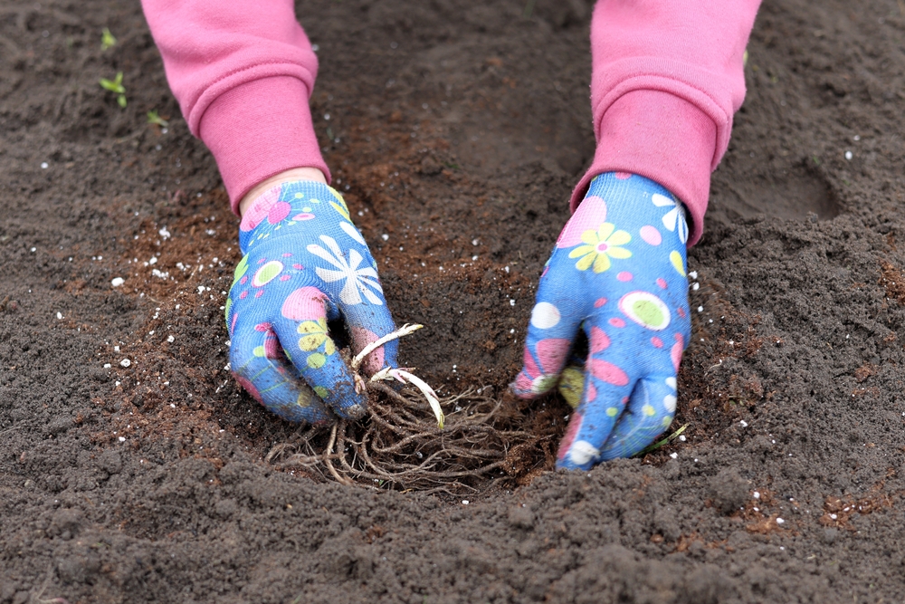 Особенности пересадки флоксов осенью на другое место