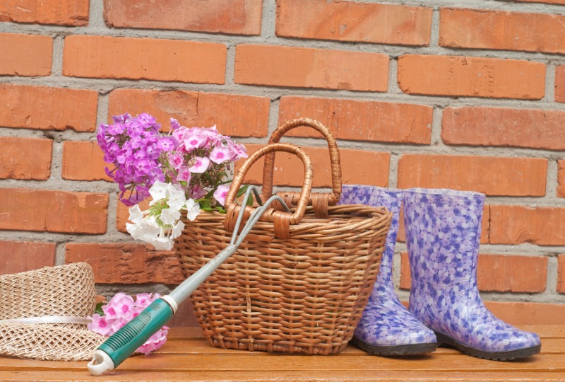 Особенности пересадки флоксов осенью на другое место