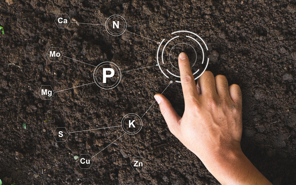 Чем подкормить малину осенью после обрезки: инструкция по удобрению